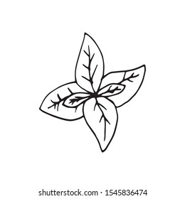 Cute single hand drawn herbal elements. Doodle vector illustration for wedding design, logo and greeting card.  
