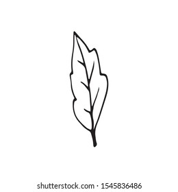 Cute single hand drawn herbal elements. Doodle vector illustration for wedding design, logo and greeting card.  