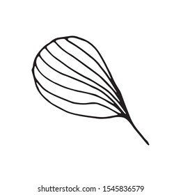 Cute single hand drawn herbal elements. Doodle vector illustration for wedding design, logo and greeting card.  