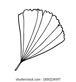 Cute single hand drawn herbal elementю Hand drawn gingo leaf isolated on white
