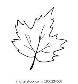 Cute single hand drawn herbal element