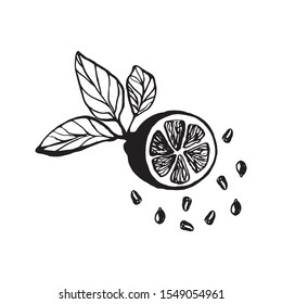 Cute single hand drawn lemon with leaves and seeds for menu or recipe. Doodle vector illustration. Fresh and tasty.