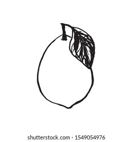 Cute single hand drawn lemon for menu or recipe. Doodle vector illustration. Fresh and tasty.