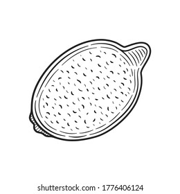 Limón dibujado a mano para menú o receta. Ilustración del vector Doodle. Fresco y delicioso.
