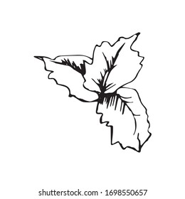 Cute single hand drawn mint for cocktail decoration. For menu or recipe. Doodle vector illustration, isolated on white backdrop