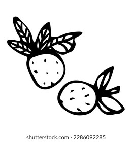 Cute single hand drawn summer set elements. Doodle vector illustration for wedding design, logo and greeting card.