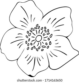 Dibujo vectorial de la flor de cadera en estilo doodle aislado en fondo blanco.
