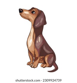 Cute Sitting dachshund dog looking up isolated on a white background. Vector illustration