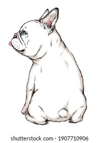 Cute sitting french bulldog sketch. Vector illustration