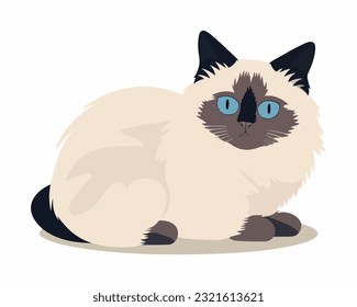 A cute sitting ragdoll cat vector design on the white background