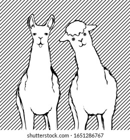 cute sketch of llama and alpaca on striped background