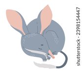 Cute sleeping bilby animal. Australian wild mammal. Vector illustration in flat style.