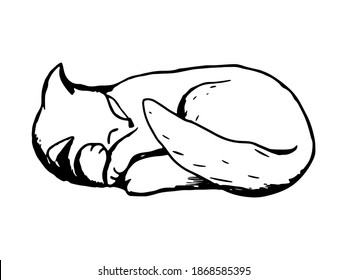 Cute sleeping cat. Fluffy kitty cat, outline vector illustration. Vintage hand drawn ink sketch.