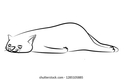 Cute sleeping cat on a white background Isolated with empty space
