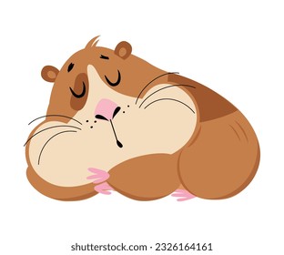 Cute sleeping guinea pig. Funny brown pet rodent cartoon vector illustration