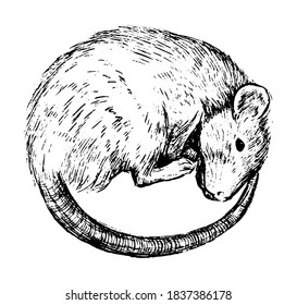 Cute sleeping rat. Wildlife animal, pet. Hand drawn vector contour illustration. Abstract retro graphic drawing isolated on white. Single black element for design print, shirt, poster, decor, card.
