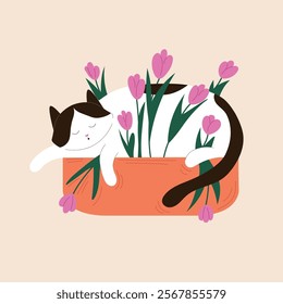 Cute sleeping tuxedo cat in a planter filled with blooming tulips in flat style. Perfect for spring design, calendar, postcard. Isolated on a beige background.