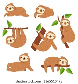 Cute sloths. Cartoon sloth hanging on tree branch. Baby jungle animal vector isolated characters. Lazy wild sloth, wildlife animal slow on tree illustration