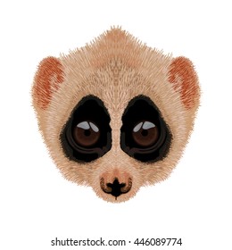 cute slow loris illustration