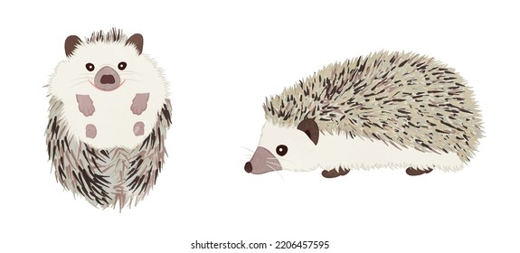 Cute small animal hedgehog illustration set