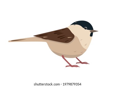 Cute small Bird icon isolated on white background. Chestnut-backed Chickadee (Poecile rufescens). Vector illustration for ornithology or nature design.