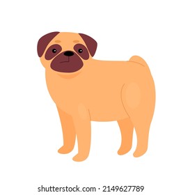 Cute small bulldog pet. Adorable family domestic dog, puppy animal vector illustration