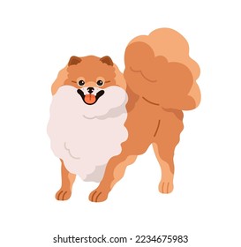 Cute small dog of Pomeranian Spitz breed. Happy Pom puppy. Little purebred doggy, canine animal smiling. Funny sweet lovely pup, Zwergspitz. Flat vector illustration isolated on white background