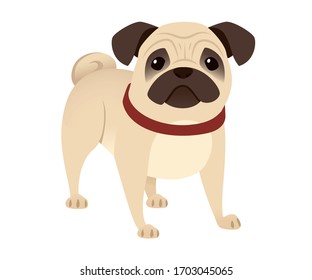 Cute small friendly pug dog cartoon domestic animal design flat vector illustration isolated on white background