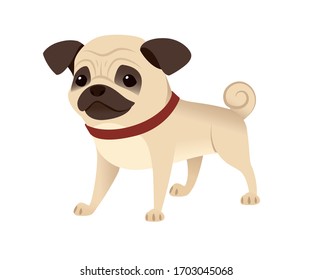 Cute small friendly pug dog cartoon domestic animal design flat vector illustration isolated on white background