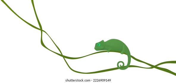 Cute small green chameleon lizard cartoon animal sits on long liana isolated on white background. Wild reptile with curved tail walking on branch of jungle tree, exotic nature and zoo mascot