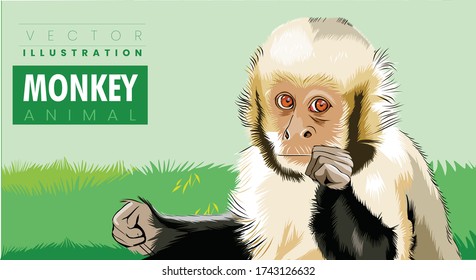 Cute small monkey animal  in out door