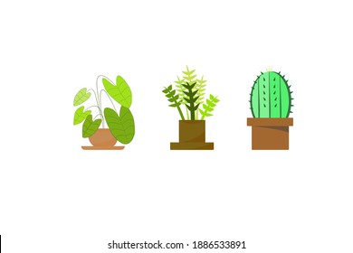 
Pequeñas plantas en macetas
