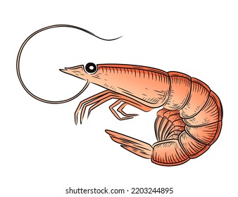 Cute small shrimp sea cartoon animal delicacy food vector illustration isolated on white background