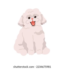 Cute small toy dog of Bichon frize breed. Happy fluffy puppy. Smiling adorable funny pup. Purebred little canine animal, lovely sweet doggy. Flat vector illustration isolated on white background