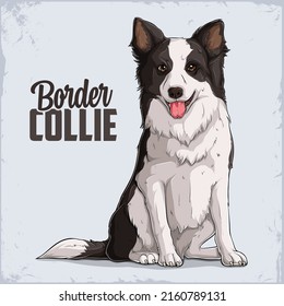 Raza de perro sonriente lindo Collie de borde sentado a lo largo y aislado en fondo blanco