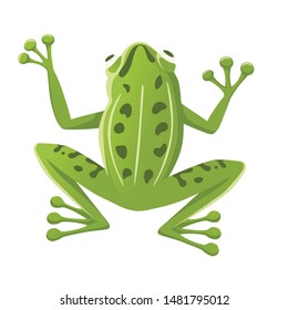 Cute smiling green frog sitting on ground cartoon animal design flat vector illustration isolated on white background