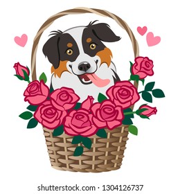 Cute smiling herding dog sitting in basket of roses vector cartoon illustration isolated on white. Pet lovers, friendship, love, Valentine's day, romance, dating, birthday, thank you, greeting card