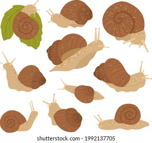 Cute snail collection in a shell in brown color. 