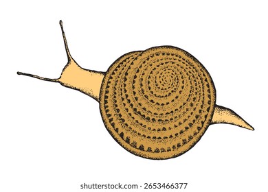 Caracol bonito. Lesma do jardim. Elemento isolado do design. Ilustração de animal desenhada à mão vetorial. Design para seu projeto gráfico criativo, cartão postal, convites.
