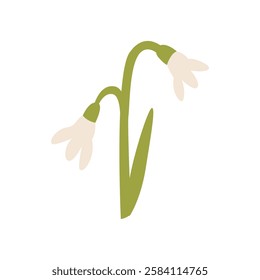 Cute snowdrop flower on isolated background. Vector flat floral illustration in simple naive style. Spring wildflower clipart for holidays, women's day, birthday, mother's day designs, etc.