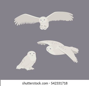 Cute snowy owl sitting, flies, attack. Vector flat illustration