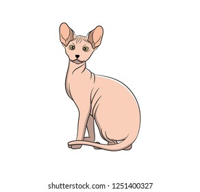 Cute Sphynx Cartoon Cat. Vector illustration of purebred sphynx cat.