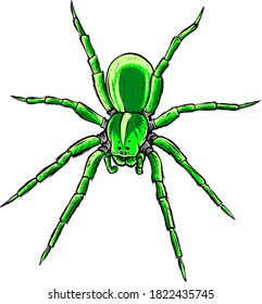 Cute spider cartoon vector illustration graphics art