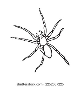 Cute spider With coloring book pages picture,spider line art,spider outline drawing vector illustration,spider vector art