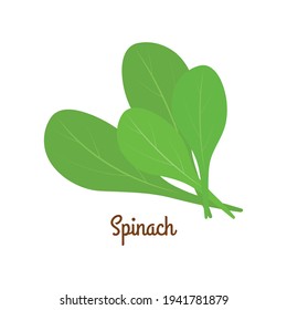 Cute spinach isolated on white background. Vector illustration.