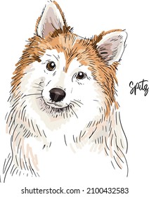 Cute spitz breed dog portrait