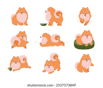 Cute Spitz dog different poses vector set. Pomeranian German breed puppy. Cartoon friendly small fluffy orange pet play, eat, sit, run. Domestic canine purebred animal portrait isolated