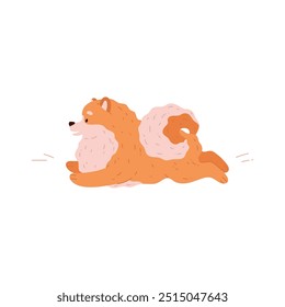 Cachorro Spitz bonito correndo. Cachorro da raça alemã da Pomerânia. Cartoon amigável pequeno animal de estimação de gengibre fofo. Retrato animal doméstico de raça pura canina. Ilustração plana vetorial isolada sobre fundo branco