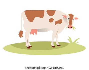 Cute spotted cow with udder eating grass in meadow.