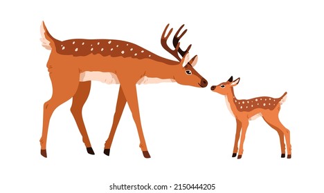 Cute spotted deers family, mother and baby bambi. Adult reindeer and little kid animal. Dotted horny fawns, adorable parent and child. Colored flat vector illustration isolated on white background